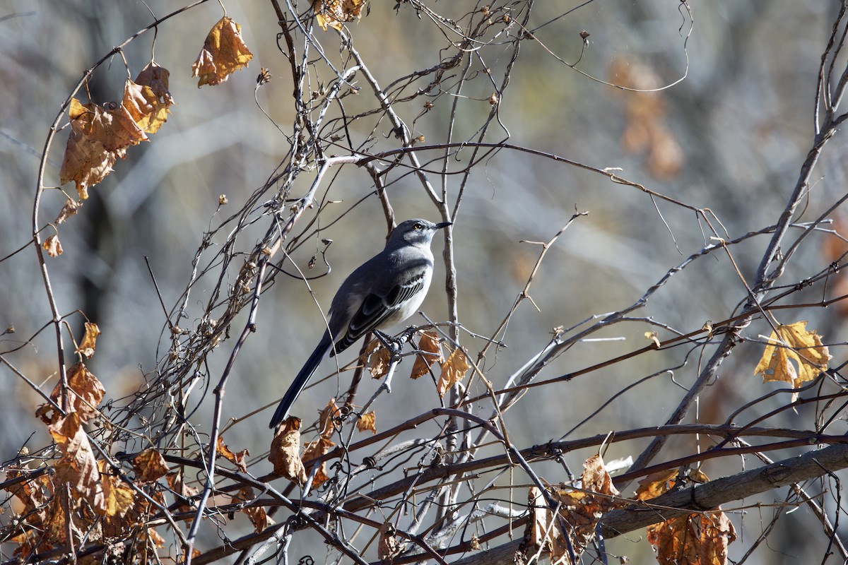 Northern Mockingbird - ML610876328