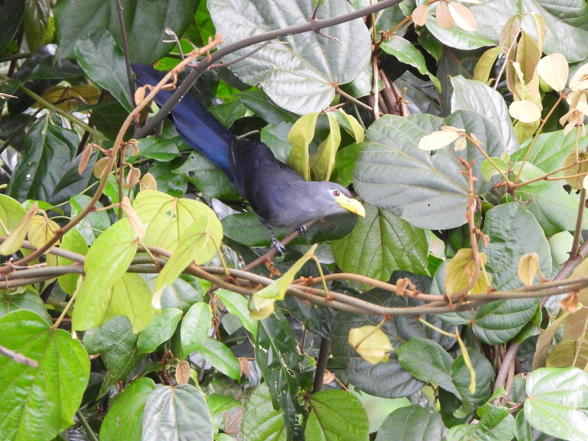 Blue Malkoha - ML610876345