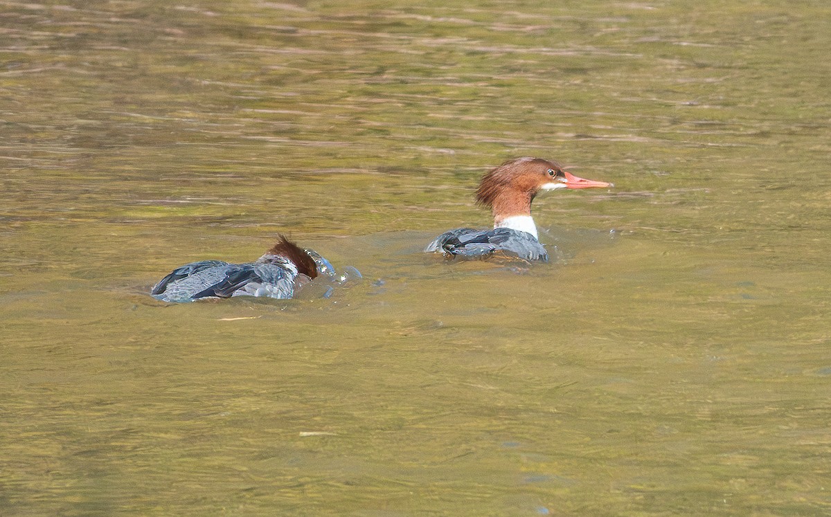 Common Merganser - Lois Farrington