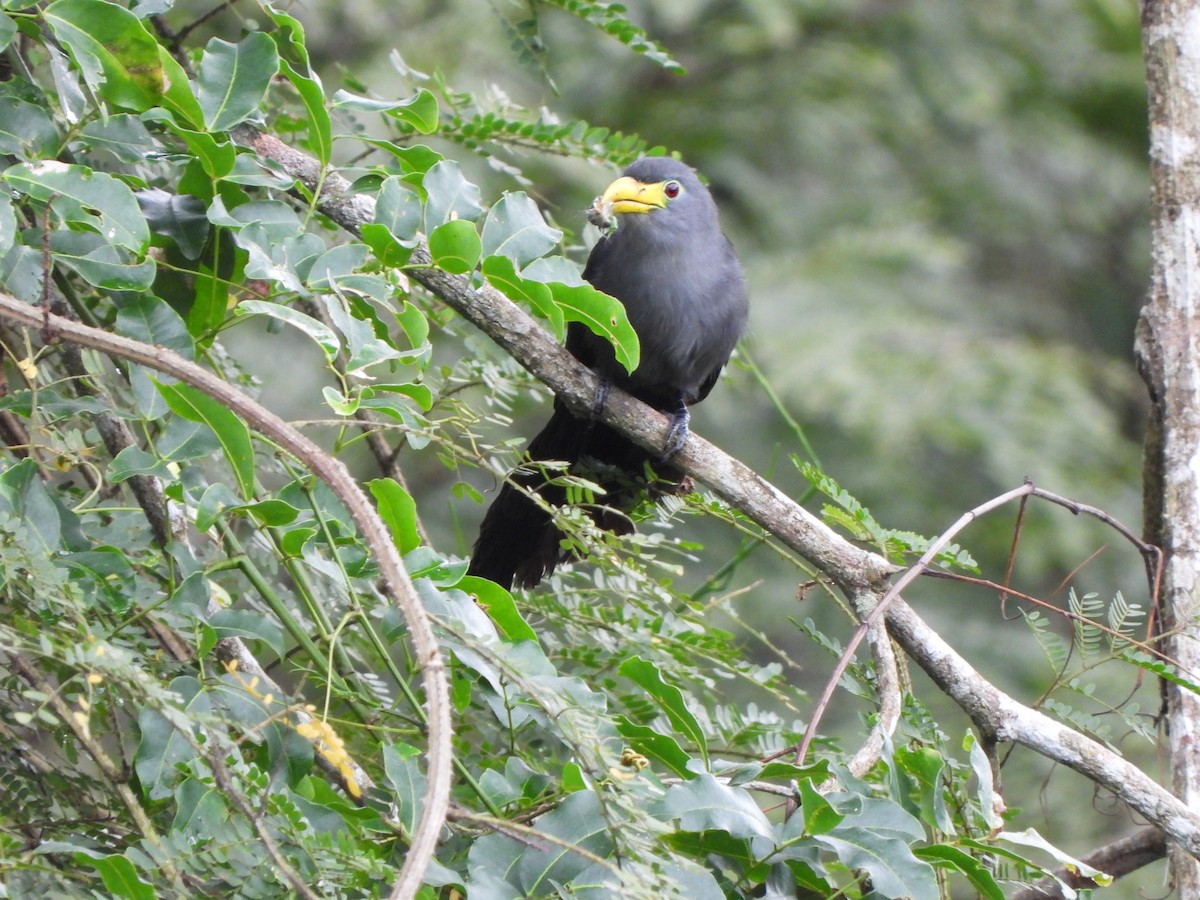 Blue Malkoha - ML610876371