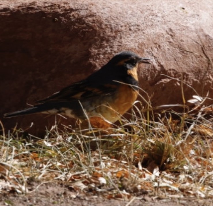 Varied Thrush - ML610876379