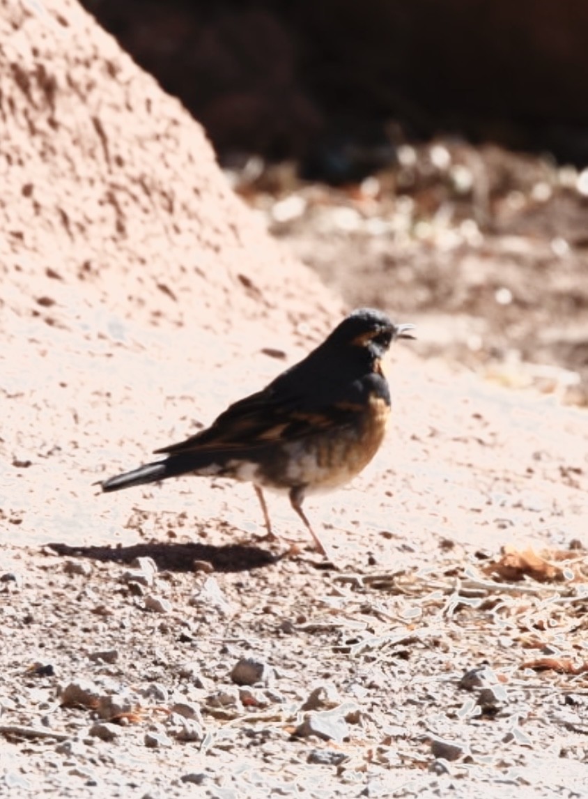 Varied Thrush - ML610876380