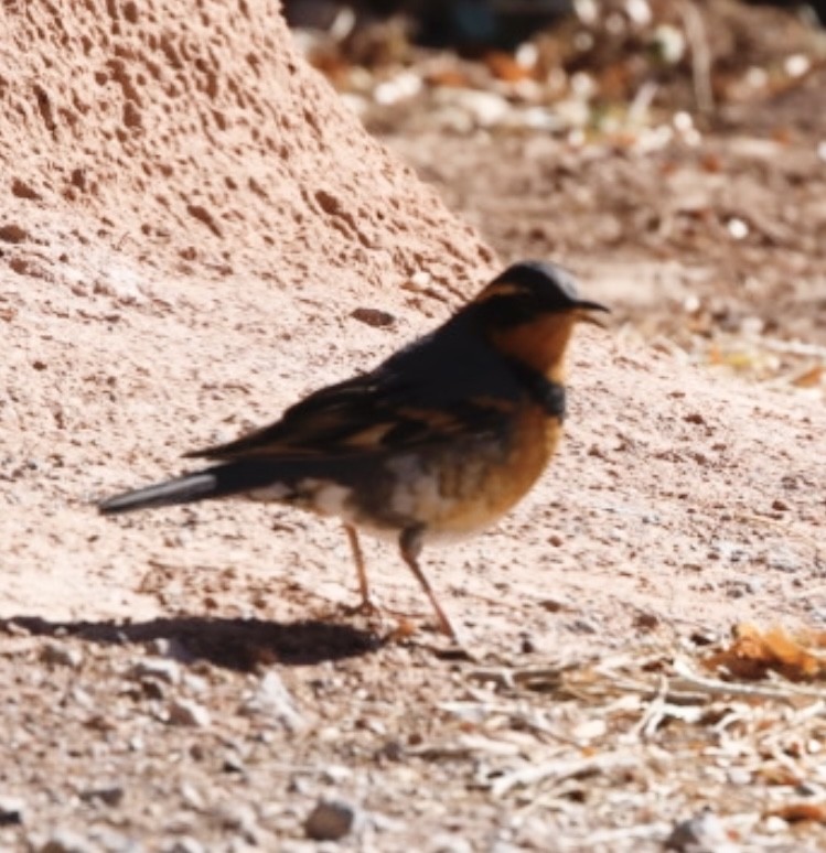 Varied Thrush - ML610876381