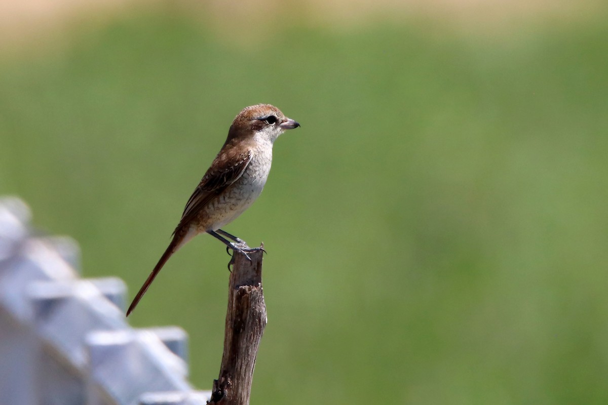 紅尾伯勞 - ML610876425