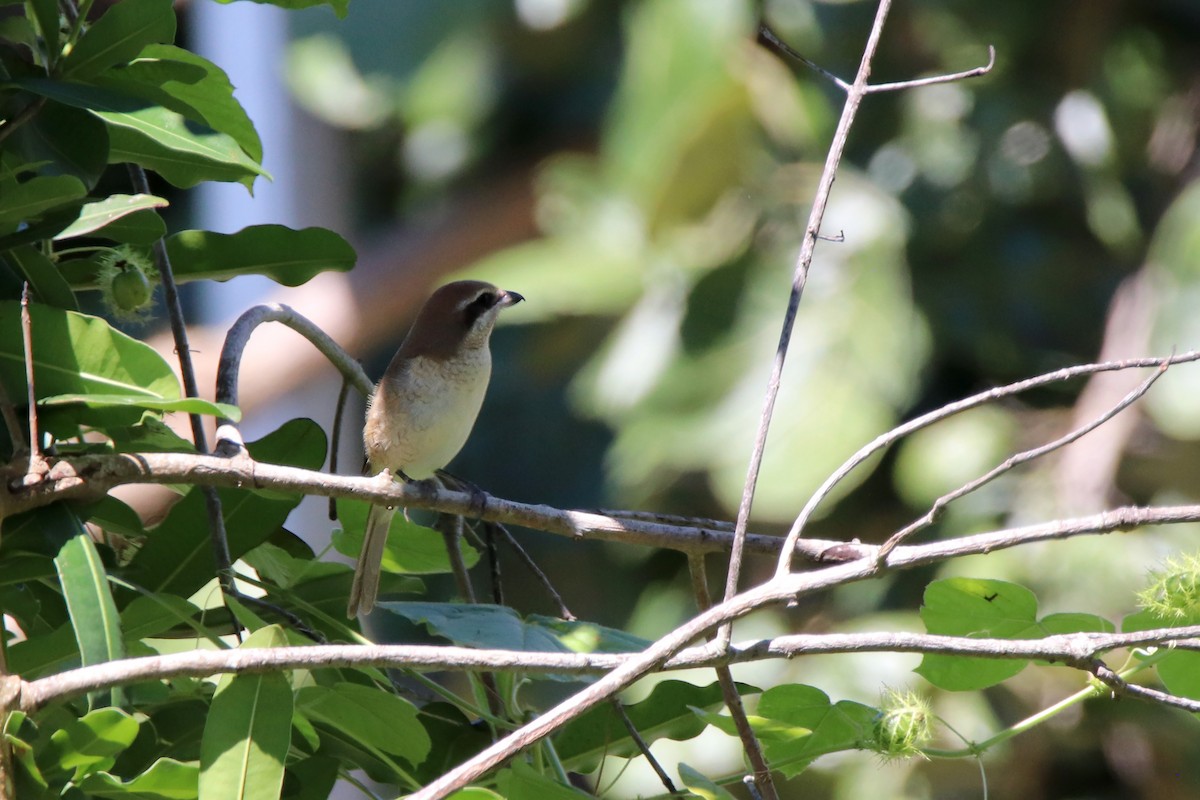 Brown Shrike - ML610876426