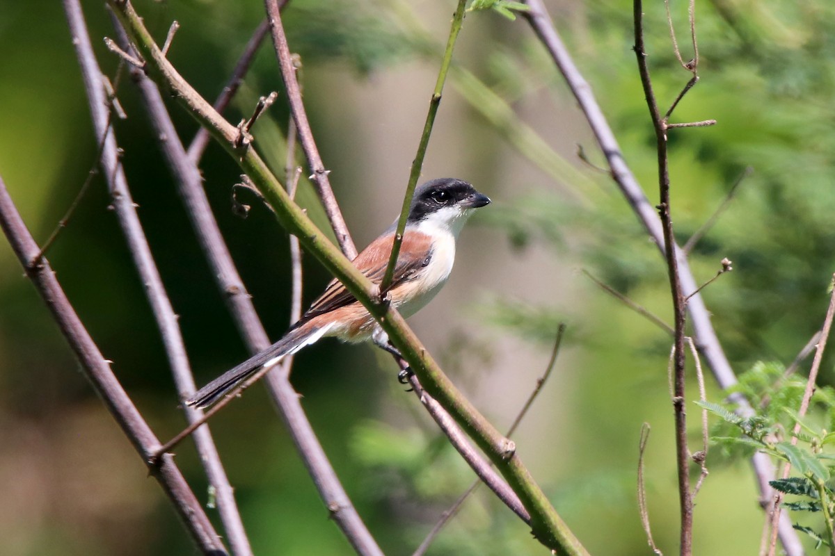 栗背伯勞 - ML610876431