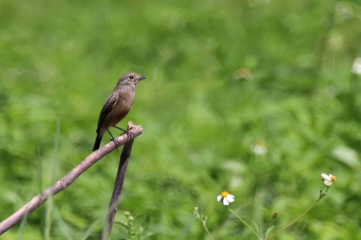 白斑黑石䳭 - ML610876447