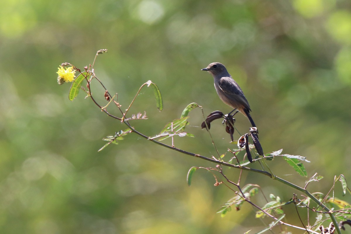 白斑黑石䳭 - ML610876448