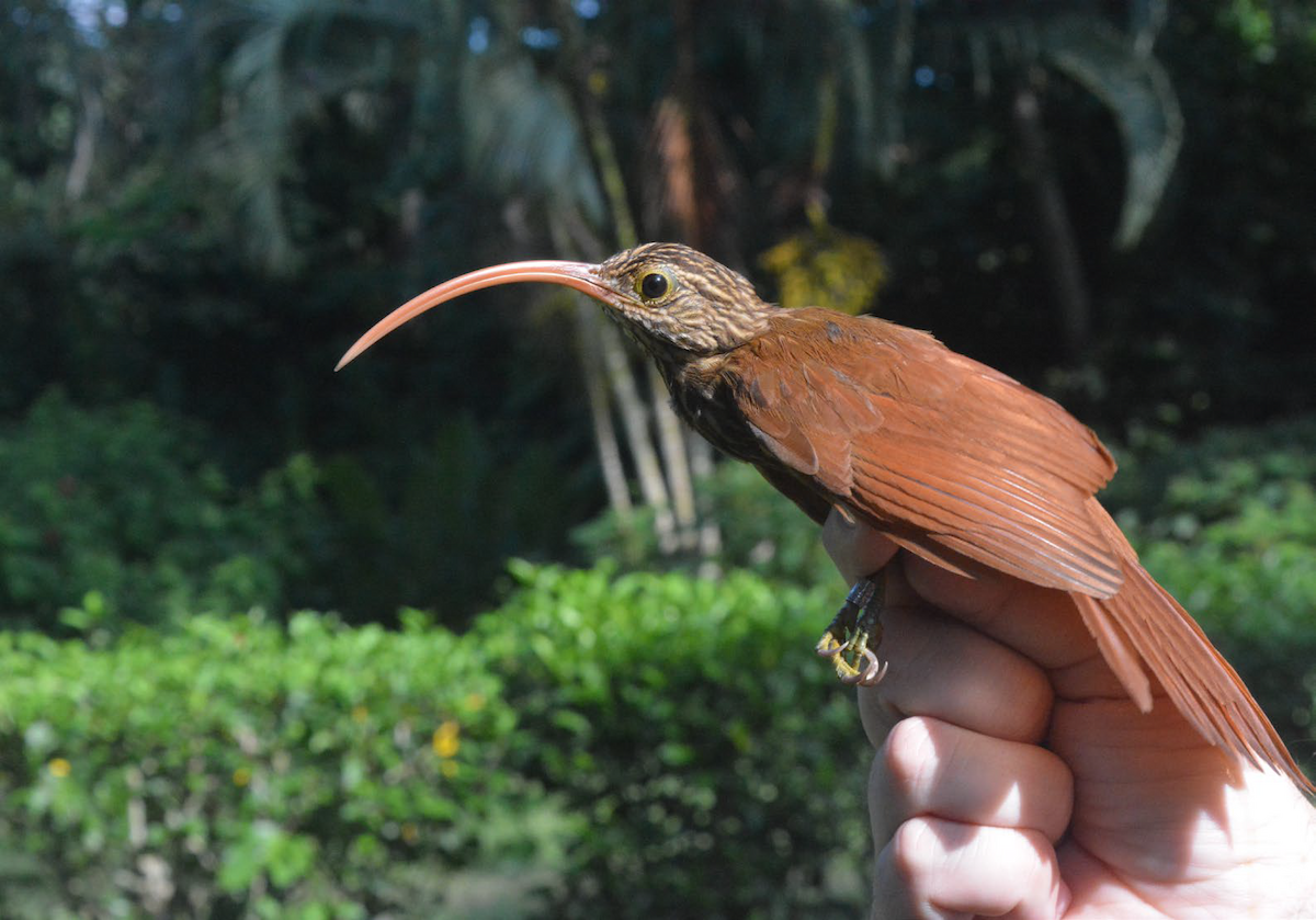 Red-billed Scythebill - ML610876461