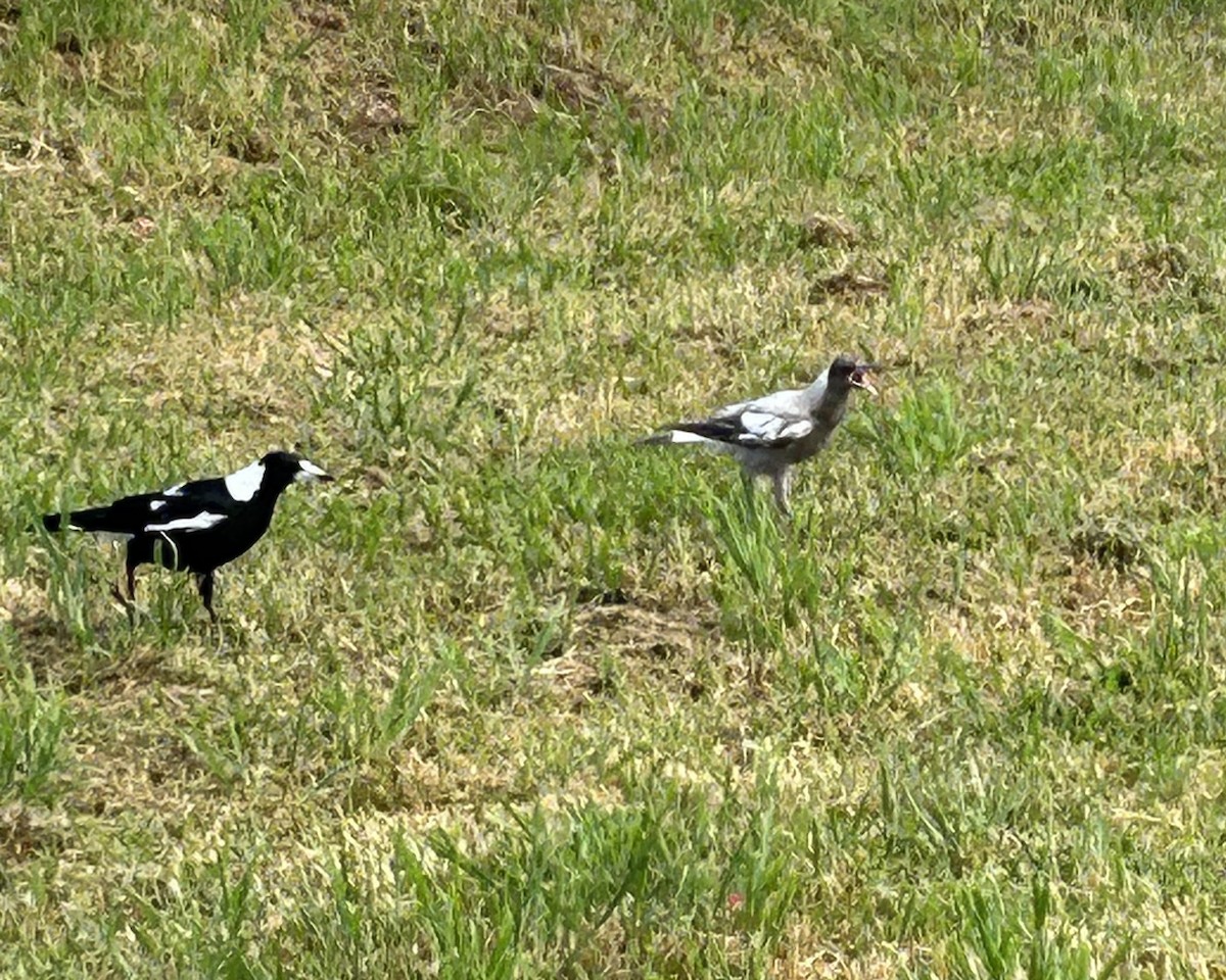 Australian Magpie (Black-backed x White-backed) - Valerie La May