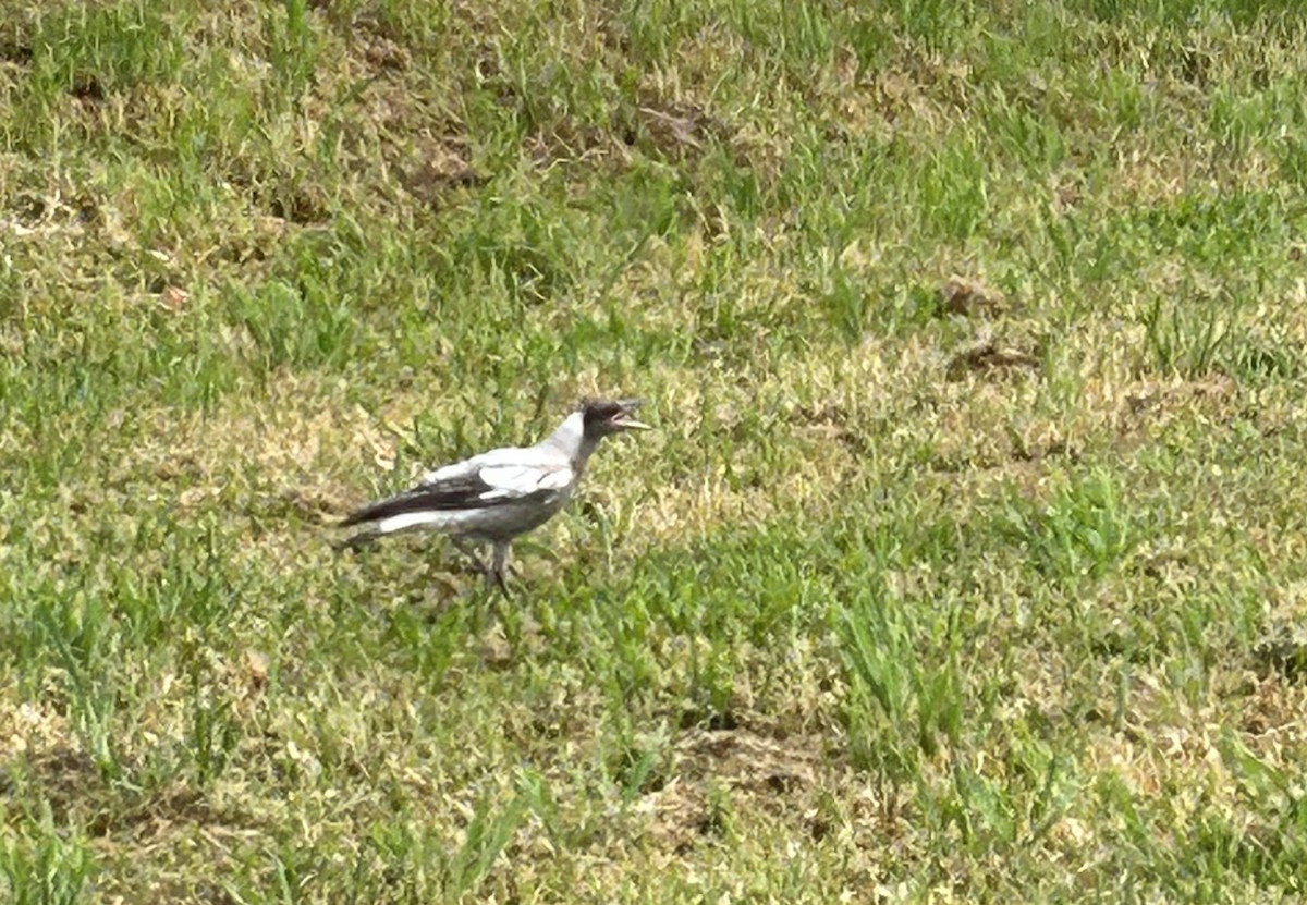 Australian Magpie (Black-backed x White-backed) - ML610876569