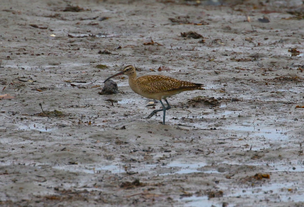 Regenbrachvogel - ML610876644