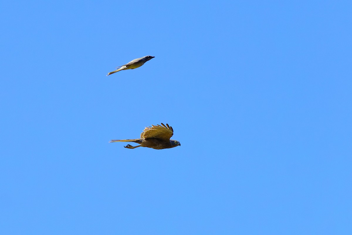 Black-faced Cuckooshrike - ML610876655