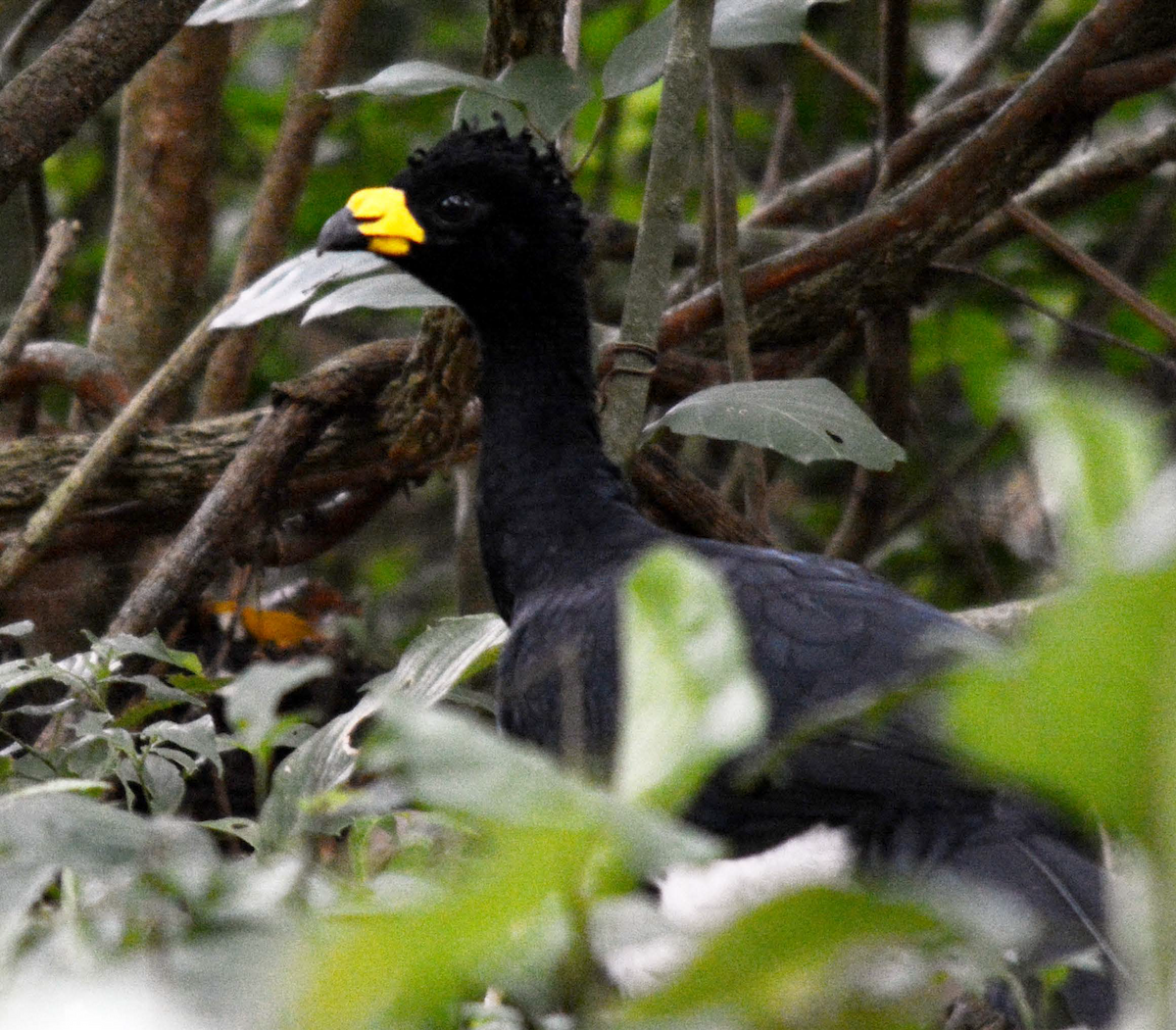 Yellow-knobbed Curassow - Estación Ecológica Guáquira (DATA)