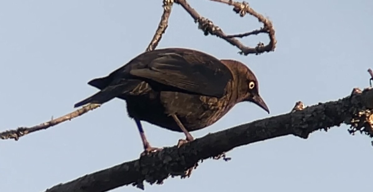 Rusty Blackbird - ML610876713