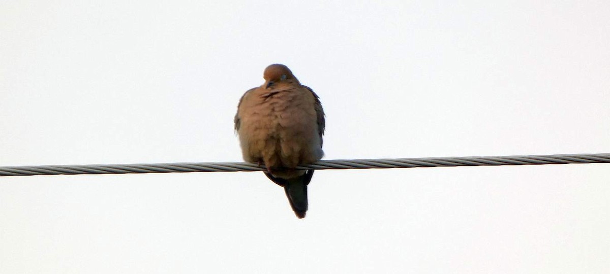Mourning Dove - Brian Hill