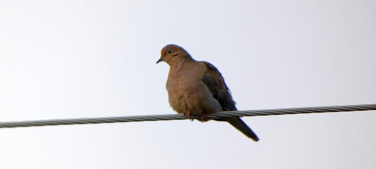 Mourning Dove - ML610876718