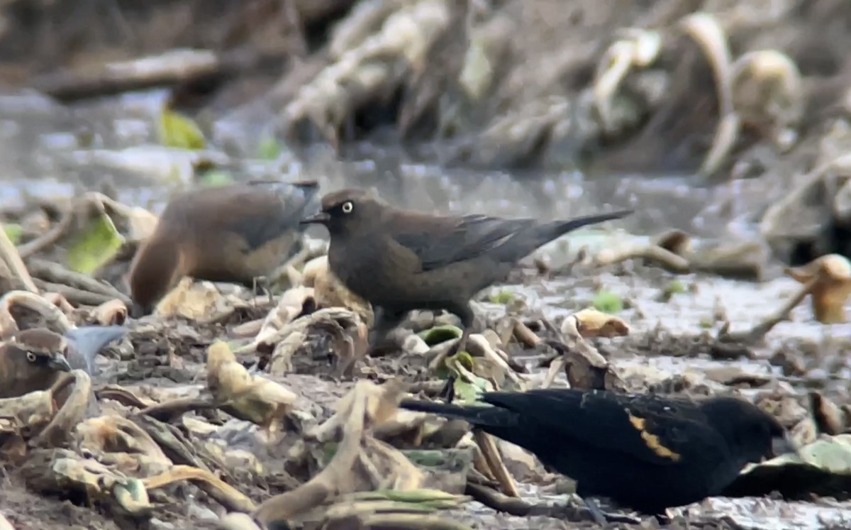 Rusty Blackbird - ML610876728