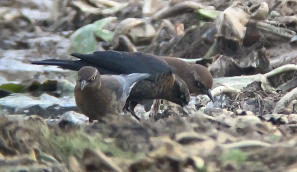 Rusty Blackbird - ML610876729