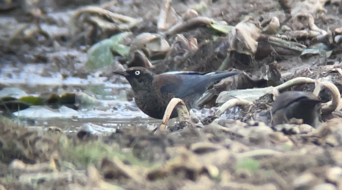 Rusty Blackbird - ML610876730