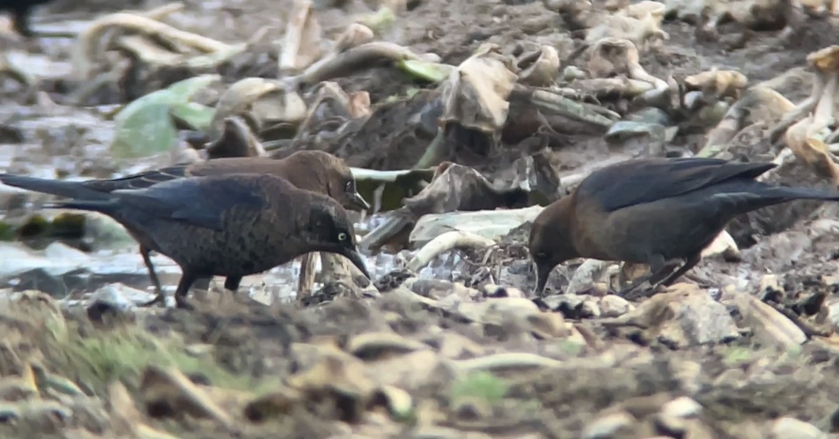 Rusty Blackbird - ML610876731