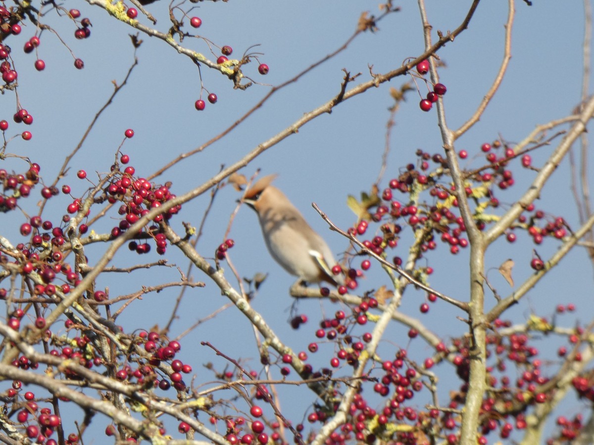 Bohemian Waxwing - Keith Robson