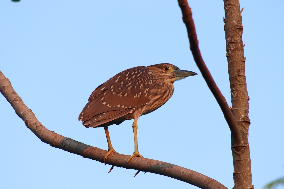 Black-crowned Night Heron - ML610876996