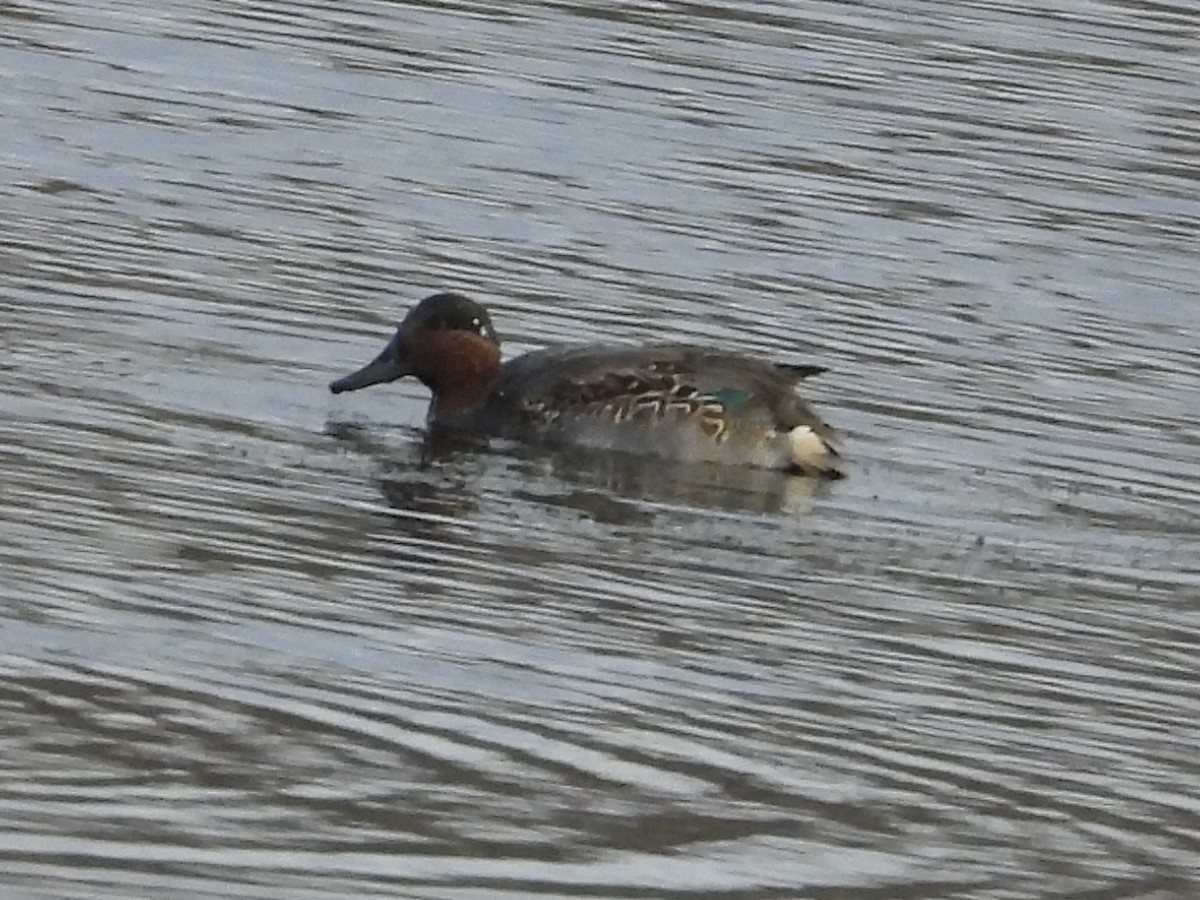 Green-winged Teal - rita laurance