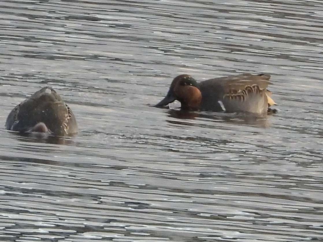 Green-winged Teal - rita laurance