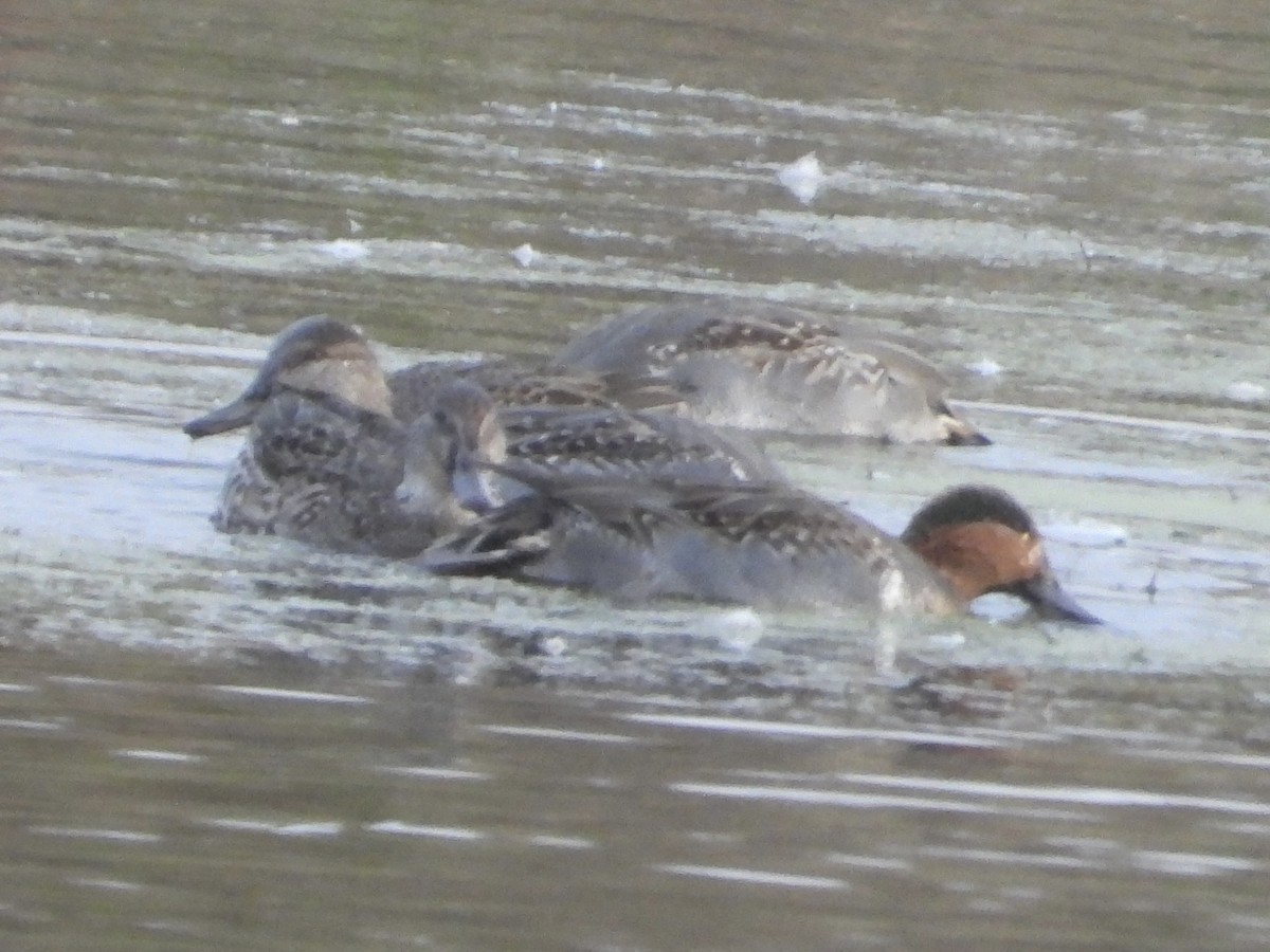 Green-winged Teal - rita laurance