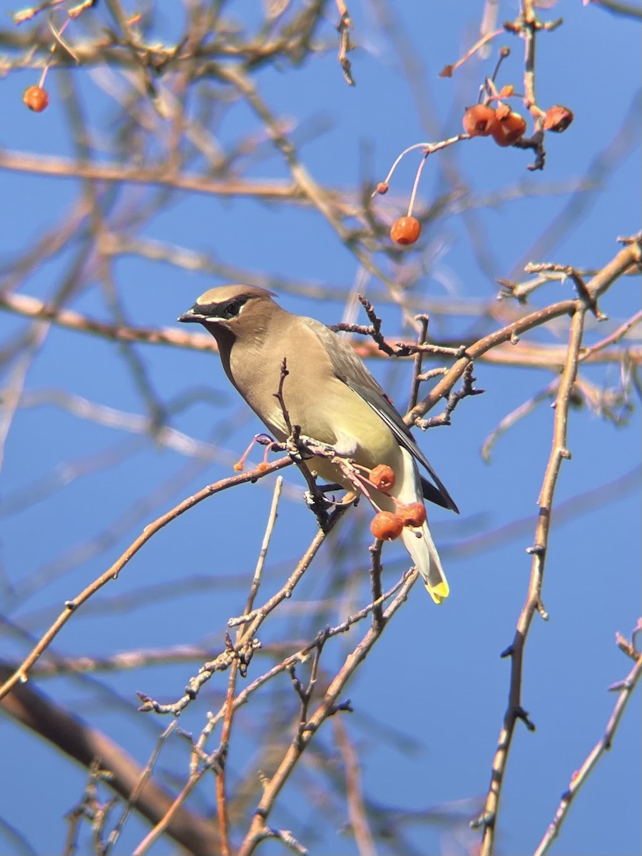 Cedar Waxwing - James Kachline