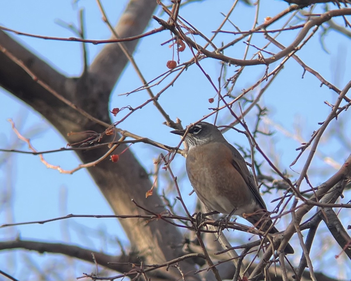 American Robin - ML610877129