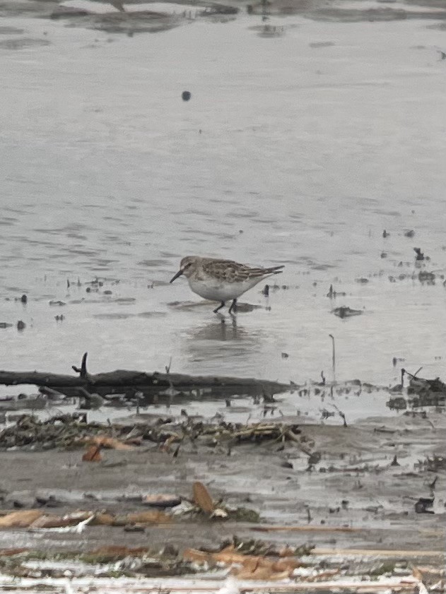 Weißbürzel-Strandläufer - ML610877167