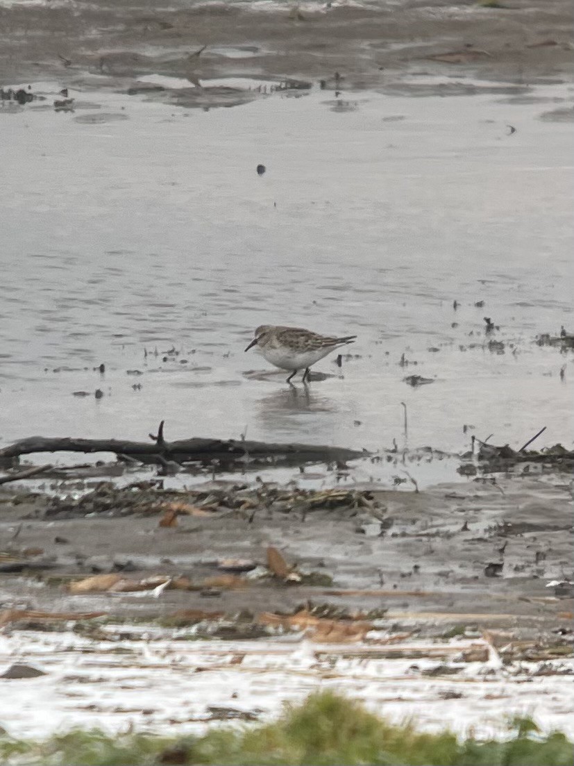 White-rumped Sandpiper - Bruce M. Di Labio