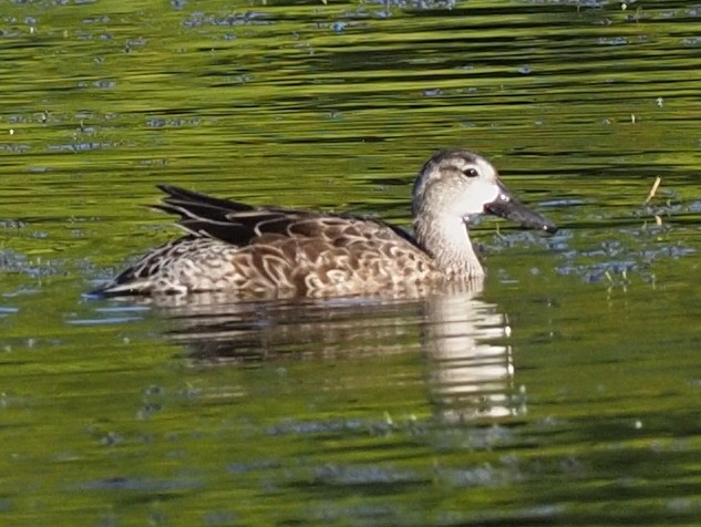 Blue-winged Teal - ML610877190