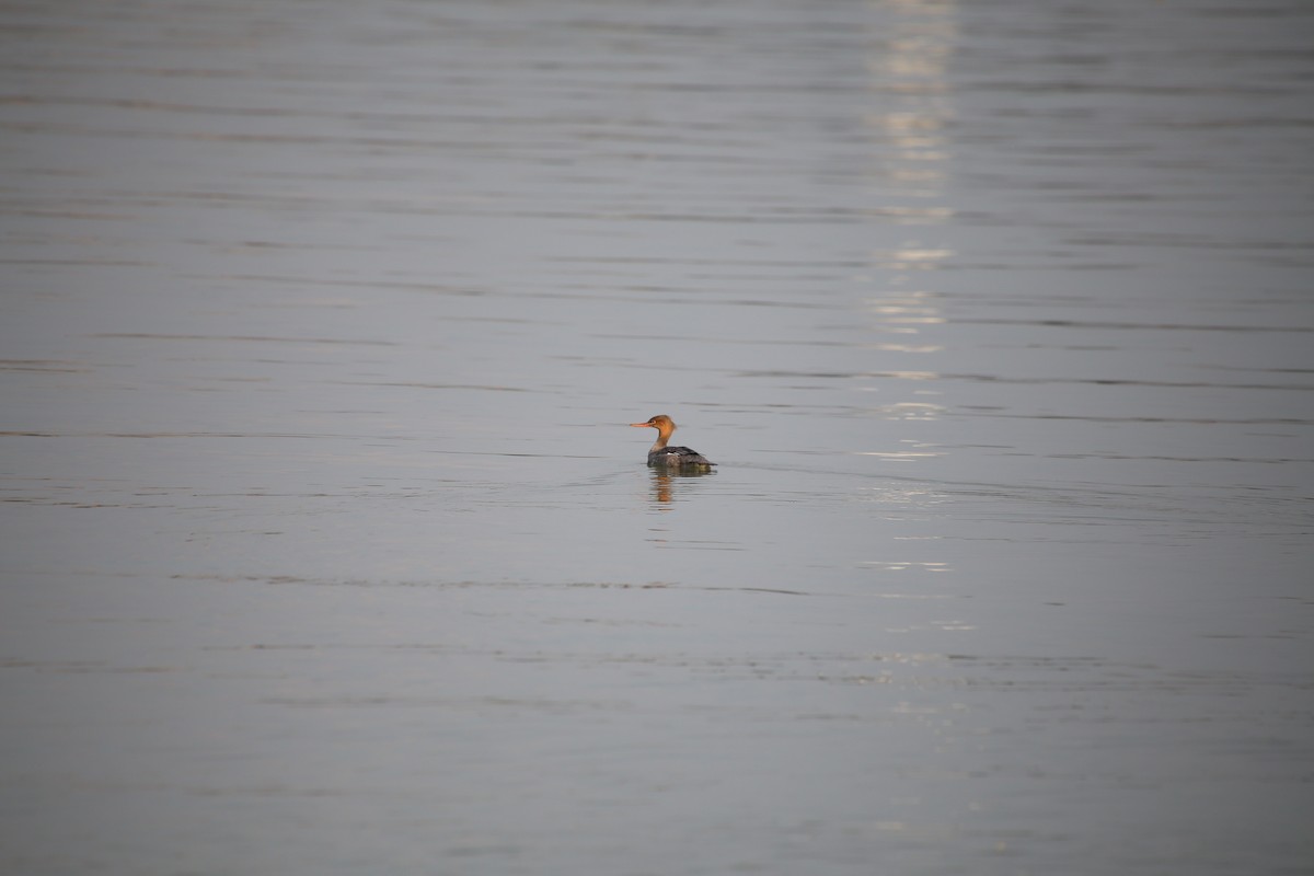 Red-breasted Merganser - ML610877192