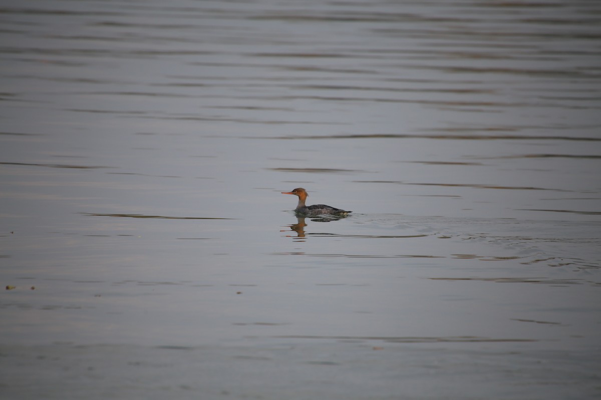 Red-breasted Merganser - ML610877195