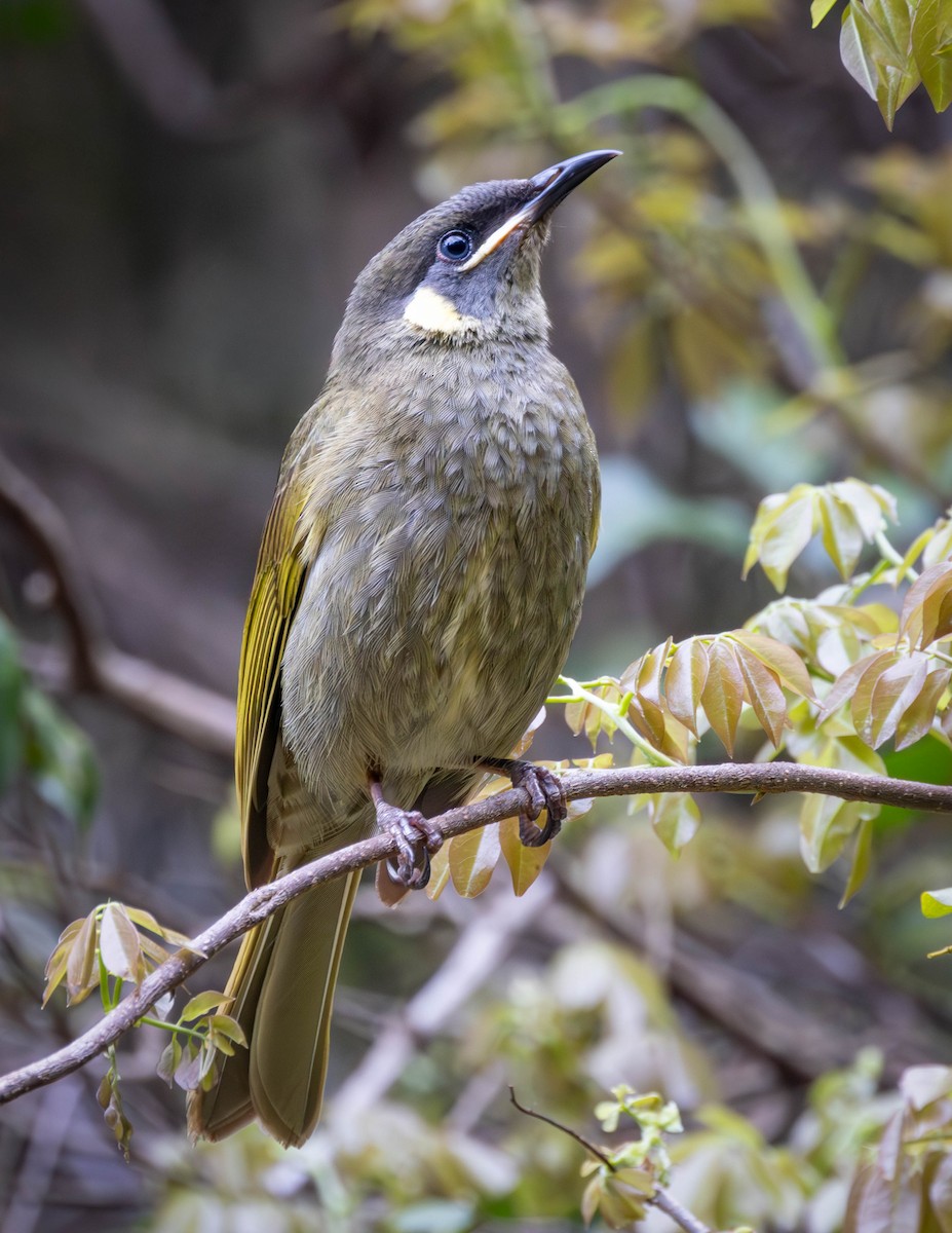 Lewin's Honeyeater - ML610877200