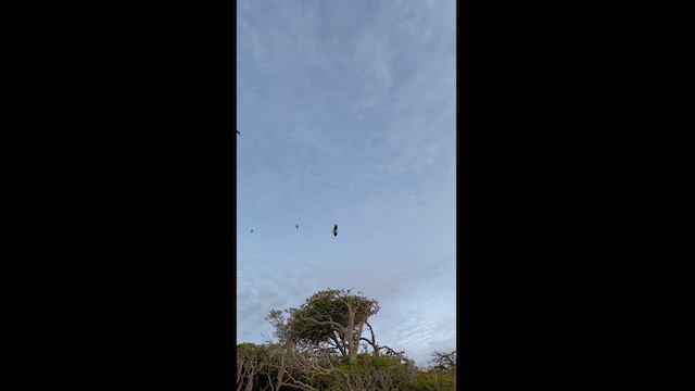 White-bellied Sea-Eagle - ML610877213