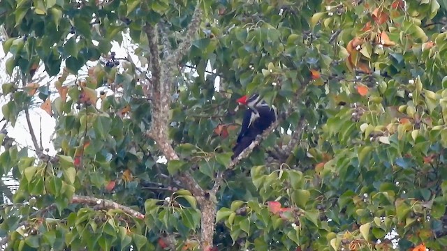 Pileated Woodpecker - ML610877220
