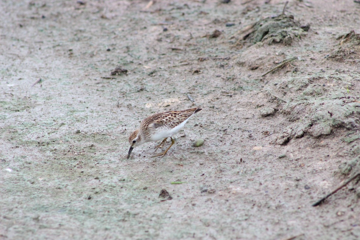 Least Sandpiper - ML610877222