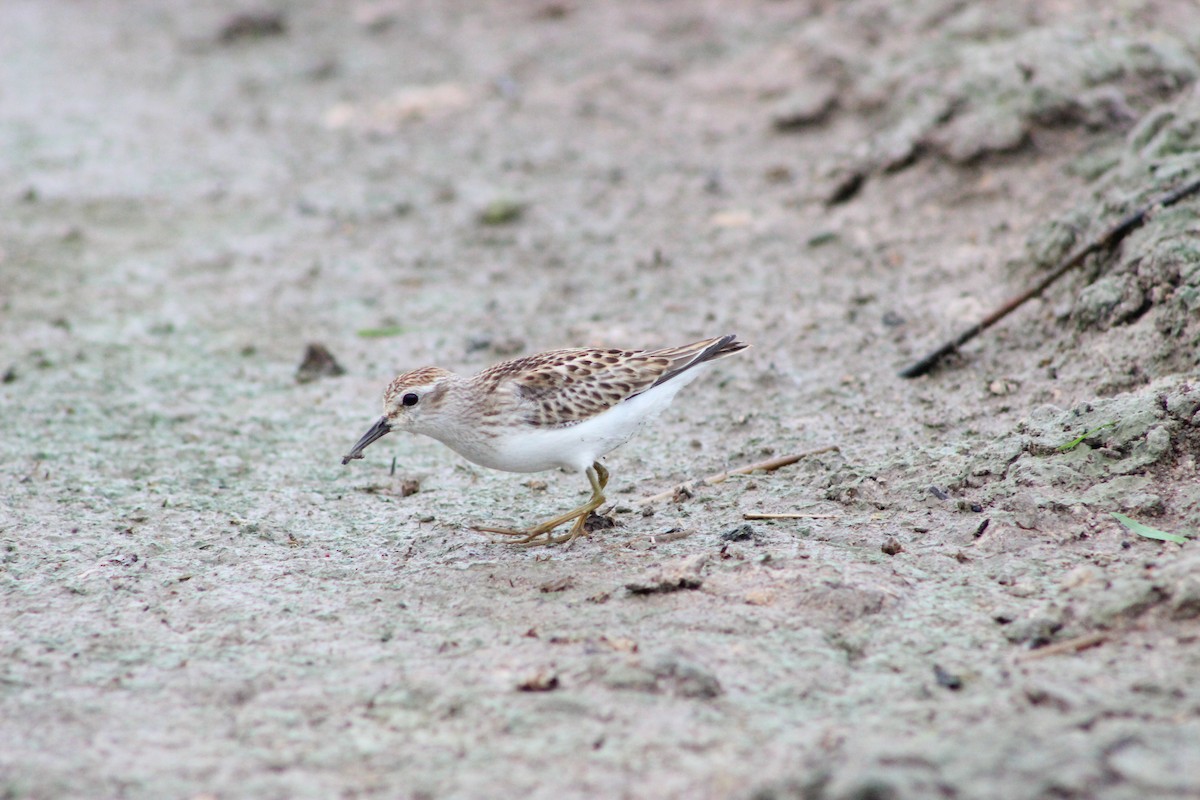 Least Sandpiper - ML610877223