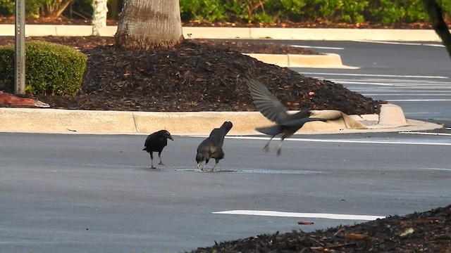 American Crow - ML610877228