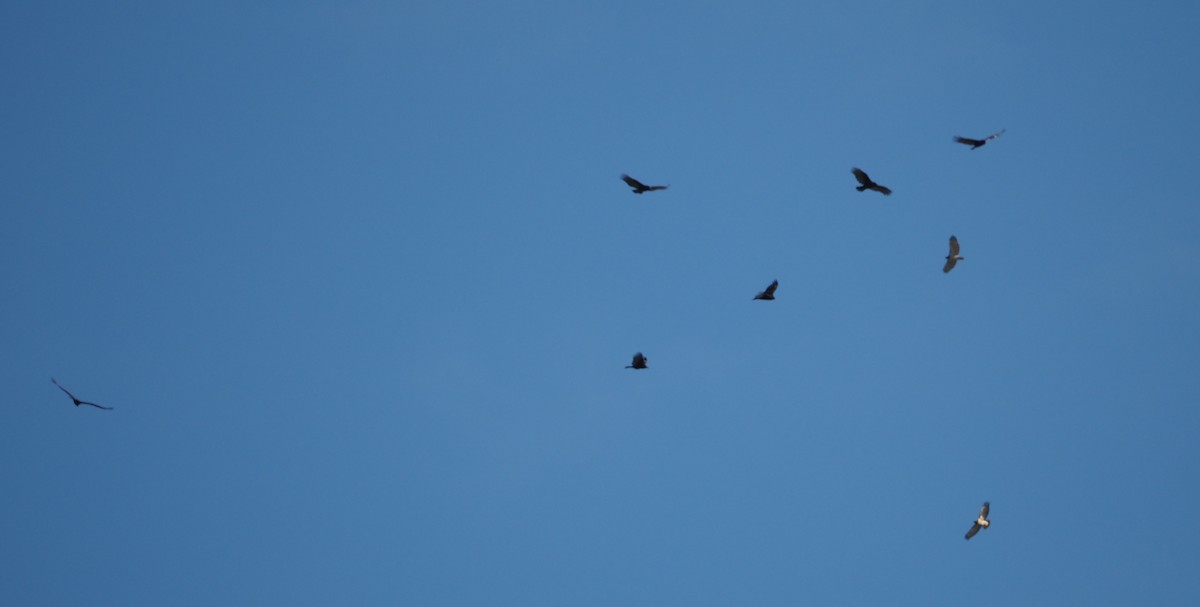 Turkey Vulture - ML610877262