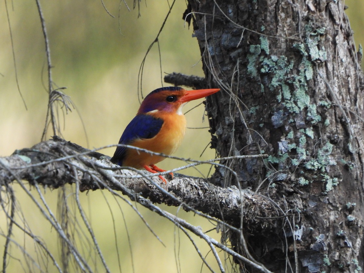 African Pygmy Kingfisher (Southern) - Bev Agler