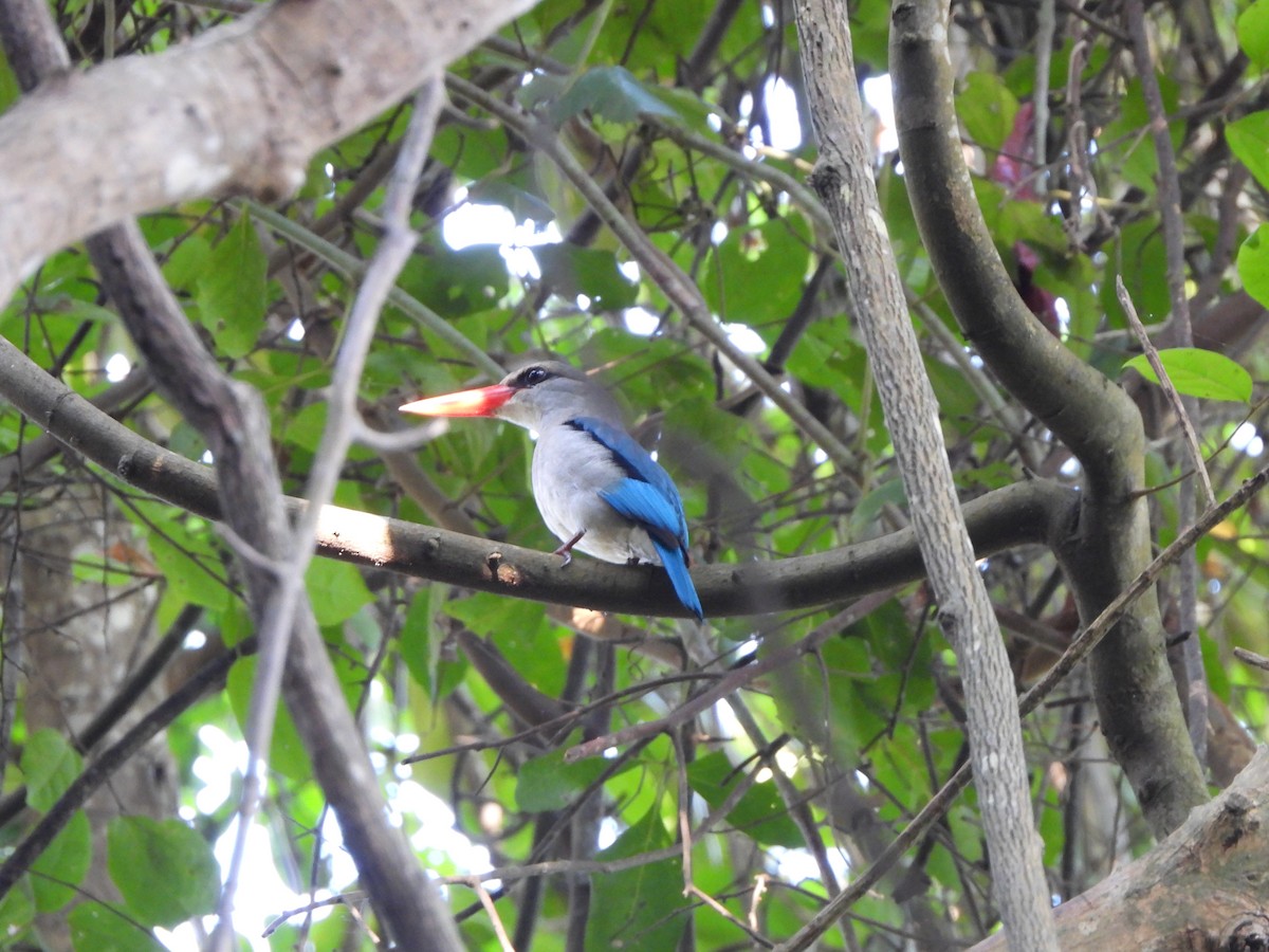 Mangrove Kingfisher - Bev Agler