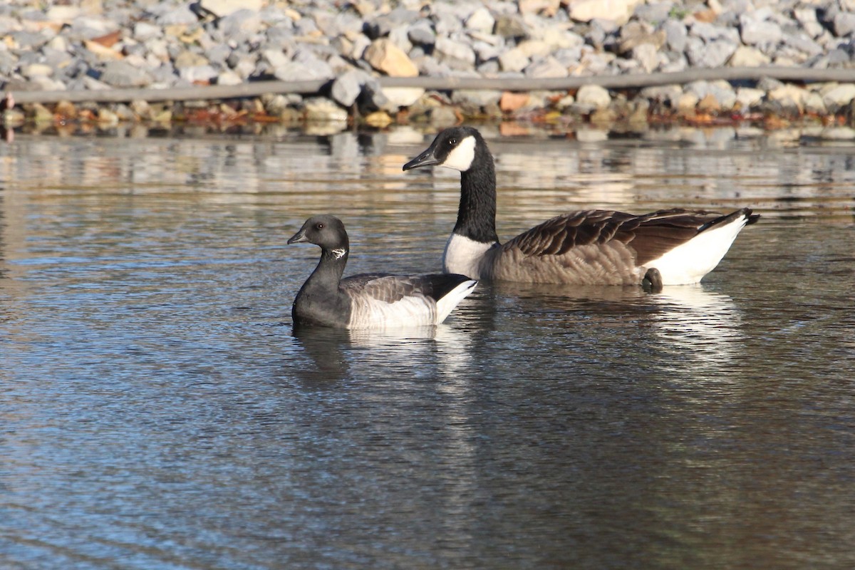 Brant - ML610877296