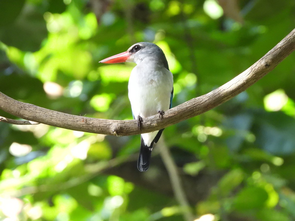 Mangrove Kingfisher - Bev Agler