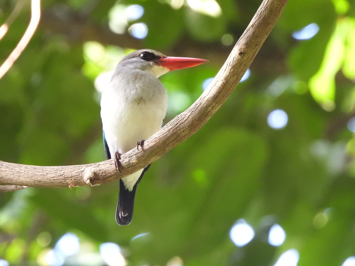 Mangrove Kingfisher - Bev Agler