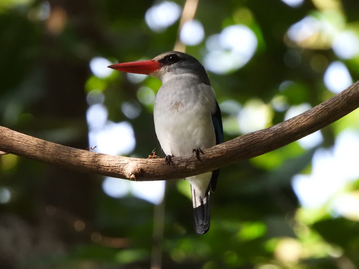 Mangrove Kingfisher - Bev Agler